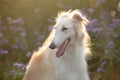 Beautiful and happy dog breed russian borzoi standing in the green grass and violet phacelia field in summer Royalty Free Stock Photo