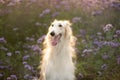 Beautiful and happy dog breed russian borzoi standing in the green grass and violet phacelia field in summer Royalty Free Stock Photo