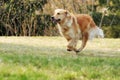 Beautiful happy dog Golden Retriever running around and playing Royalty Free Stock Photo