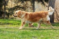 Beautiful happy dog Golden Retriever running around and playing Royalty Free Stock Photo