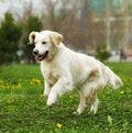 Beautiful happy dog Golden Retriever running around and playing Royalty Free Stock Photo