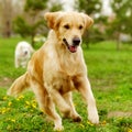 Beautiful happy dog Golden Retriever running around and playing Royalty Free Stock Photo