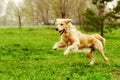 Beautiful happy dog Golden Retriever running around and playing Royalty Free Stock Photo