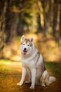 Beautiful, happy and free Beige dog breed Siberian Husky sitting in the bright golden fall forest at sunset Royalty Free Stock Photo