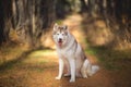 Beautiful, happy and free Beige dog breed Siberian Husky sitting in the bright golden fall forest at sunset Royalty Free Stock Photo