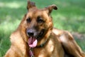 Beautiful happy german sheperd dog laying in a meadow Royalty Free Stock Photo