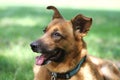 Beautiful happy german sheperd dog laying in a meadow Royalty Free Stock Photo