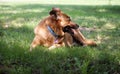 Beautiful happy german sheperd dog laying under tree Royalty Free Stock Photo