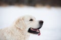 A beautiful, happy golden retriever dog sitting on a sidewalk in a park on a cloudy winter day Royalty Free Stock Photo