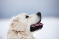A beautiful, happy golden retriever dog sitting on a sidewalk in a park on a cloudy winter day Royalty Free Stock Photo