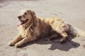 Beautiful happy golden retriever puppy Royalty Free Stock Photo