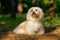 Beautiful happy havanese dog is sitting on a sunny forest path