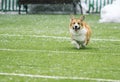 happy little puppy red dog breed Corgi fun running around the green football field on the Playground on the streets in