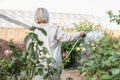 Beautiful happy middle aged woman caring for the summer garden. Royalty Free Stock Photo