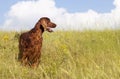Beautiful happy panting pet dog standing in the grass in summer Royalty Free Stock Photo