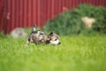 Beautiful and happy Powderpuff Chinese Crested puppy running in the grass Royalty Free Stock Photo