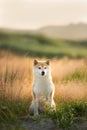 Beautiful and happy Red Shiba inu dog sitting in the field in summer at sunset