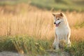 Beautiful and happy Red Shiba inu dog sitting in the field in summer at sunset