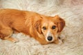 Beautiful happy reddish little orange dog rest on the white carpet at home.