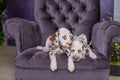 Beautiful, happy, relaxed and well behaved Dalmatian dog puppy sitting down on a tall purple armchair.Dogs together resting in an Royalty Free Stock Photo