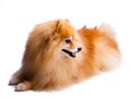 Beautiful, happy, relaxed and well behaved golden Pomeranian puppy dog sitting down, isolated on white background.