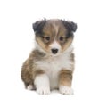 Beautiful happy sheltie puppy dog Royalty Free Stock Photo