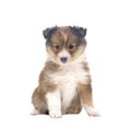 Beautiful happy sheltie puppy dog Royalty Free Stock Photo