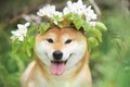 Beautiful and happy shiba inu dog wearing apple flowers wreath Royalty Free Stock Photo