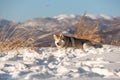 Beautiful and happy siberian husky dog lying in the snow field in winter at sunset on mountain backround Royalty Free Stock Photo