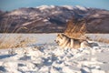 Beautiful and happy siberian husky dog lying in the snow field in winter at sunset on mountain backround Royalty Free Stock Photo