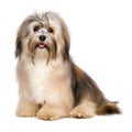 Beautiful happy young Bichon Havanese dog Royalty Free Stock Photo