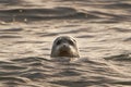 Beautiful harbor seal (Phocidae) swimming in the wavy sea with its head out