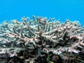 Beautiful hard coral and growth healthily Royalty Free Stock Photo