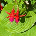 Beautiful hardy fuchsia flowers blooming in the garden