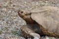 Beautiful hardy slow shell turtle strong old woman