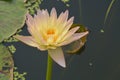 Beautiful Hardy water lily