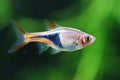 Beautiful harlequin rasbora fish male