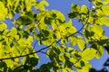 Beautiful, harmonious forest detail, with hornbeam leaves