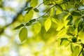 Beautiful, harmonious forest detail, with hornbeam leaves Royalty Free Stock Photo