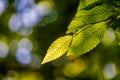 Beautiful, harmonious forest detail, with hornbeam leaves Royalty Free Stock Photo