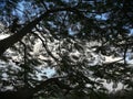 Beautiful harmony between green leaves and blue sky Royalty Free Stock Photo