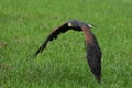 Beautiful Harris's Hawk bird soaring through a bright and sunny meadow Royalty Free Stock Photo