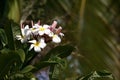 Hawaii Plumeria flowers used in Hawaiian Leis Royalty Free Stock Photo
