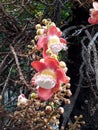 Beautiful hawaiian tropical flower between dark brown branches