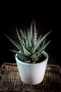 Beautiful haworthia attenuata over a black background.