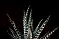 Beautiful haworthia attenuata over a black background.