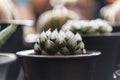 Beautiful Haworthia obtusa Haw.