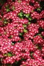 Close up pink and white flowers of hawthorn tree Royalty Free Stock Photo