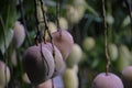 Beautiful HD mango fruits image on the mango garden