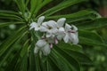 Beautiful HD White Flower Image Clean Green Background